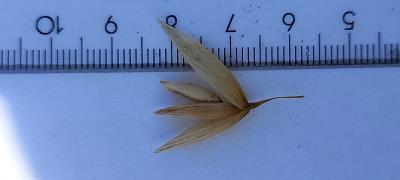Click for 3 image(s) for this accession. Spikelet